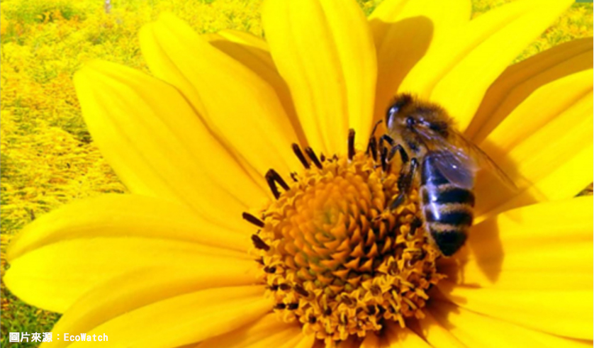 全球生態危機,遠離蜜蜂,如果蜜蜂從地表上消失，人類也活不過 4 年了,「蜜蜂與我」檸檬水,「救蜜蜂、救地球」的夢想