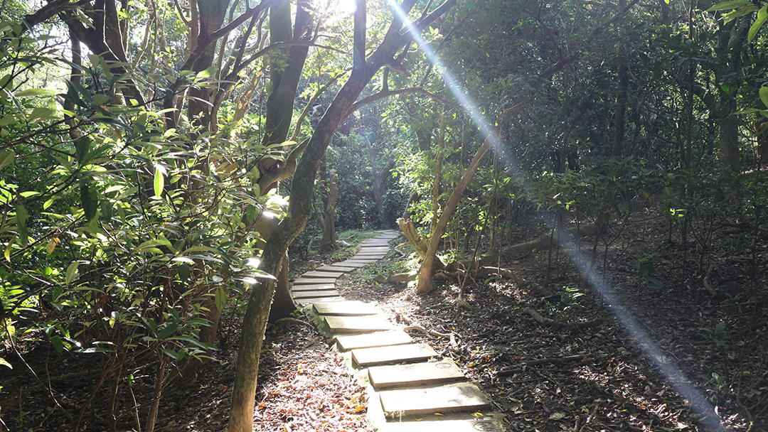 平安禪,靜坐,冥想,禪修,四步驟,覺知,坐禪,護關,法工,心道法師,志工,斷食禪,超人營