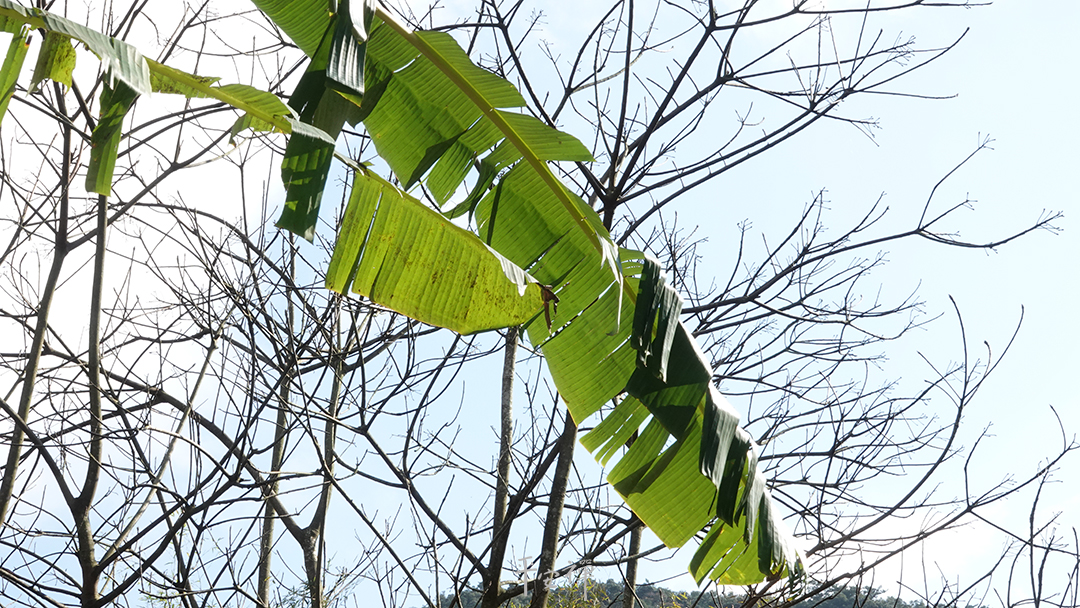 平安禪,靜坐,冥想,禪修,四步驟,覺知,坐禪,護關,法工,心道法師,樂活禪,斷食禪,禪友會,讀書會