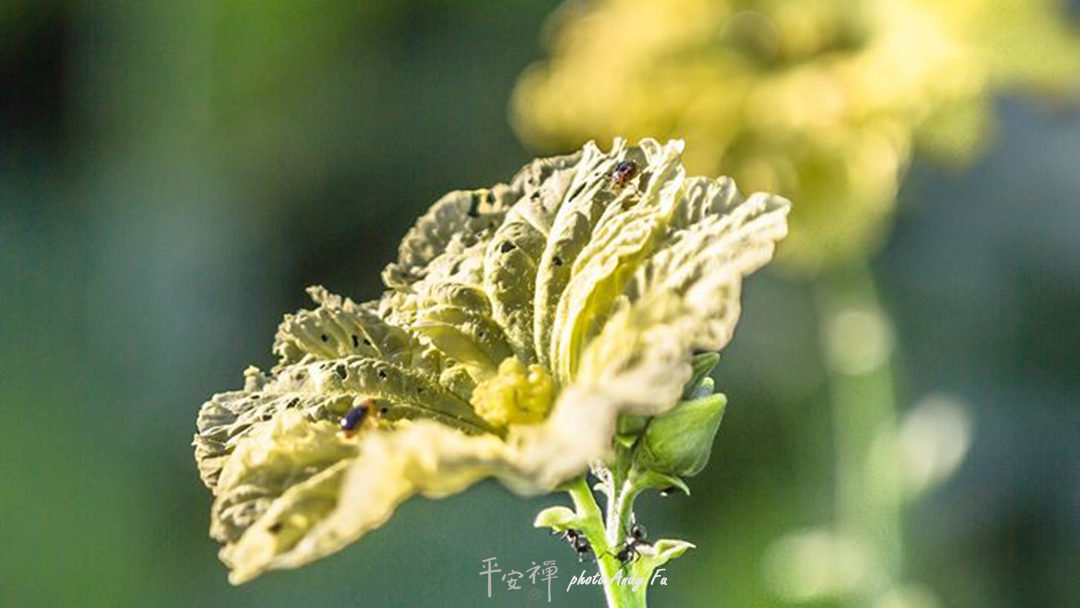 平安禪,靜坐,冥想,禪修,四步驟,覺知,坐禪,護關,法工,心道法師,樂活禪,斷食禪,禪友會,讀書會