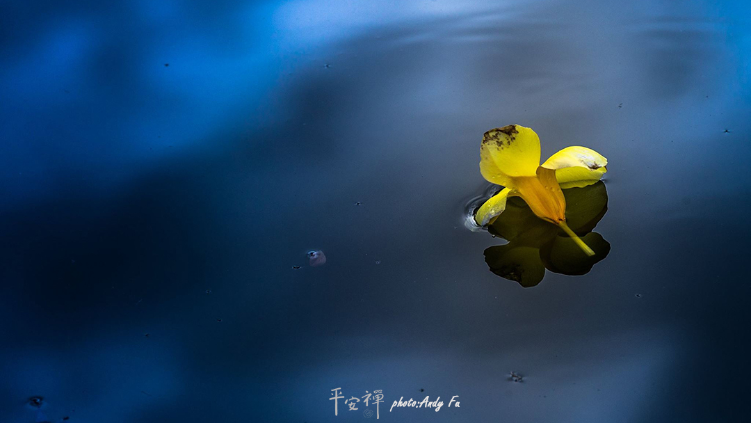 平安禪,靜坐,冥想,禪修,四步驟,覺知,坐禪,護關,法工,心道法師,樂活禪,斷食禪,禪友會,讀書會