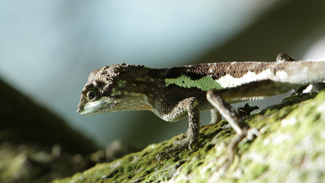 平安禪,靜坐,冥想,禪修,四步驟,覺知,坐禪,護關,法工,心道法師,樂活禪,斷食禪,禪友會,讀書會