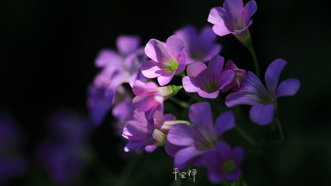 平安禪,靜坐,冥想,禪修,四步驟,覺知,坐禪,護關,法工,心道法師,樂活禪,斷食禪,禪友會,讀書會