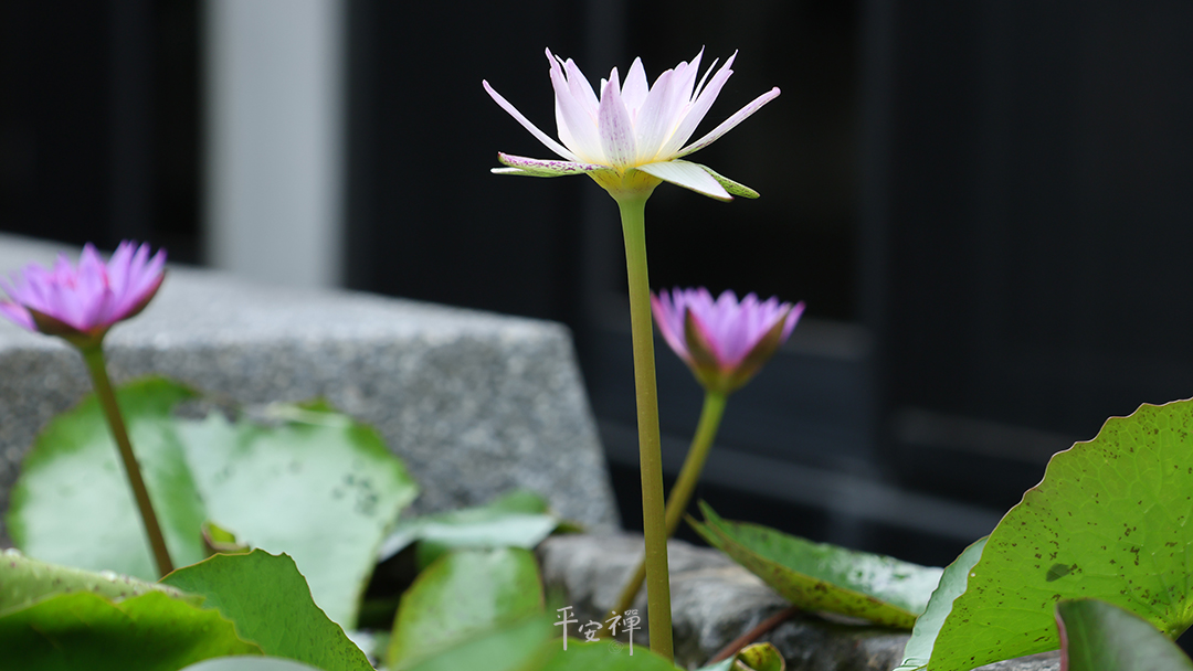 平安禪,靜坐,冥想,禪修,四步驟,覺知,坐禪,護關,法工,心道法師,樂活禪,斷食禪,禪友會,讀書會